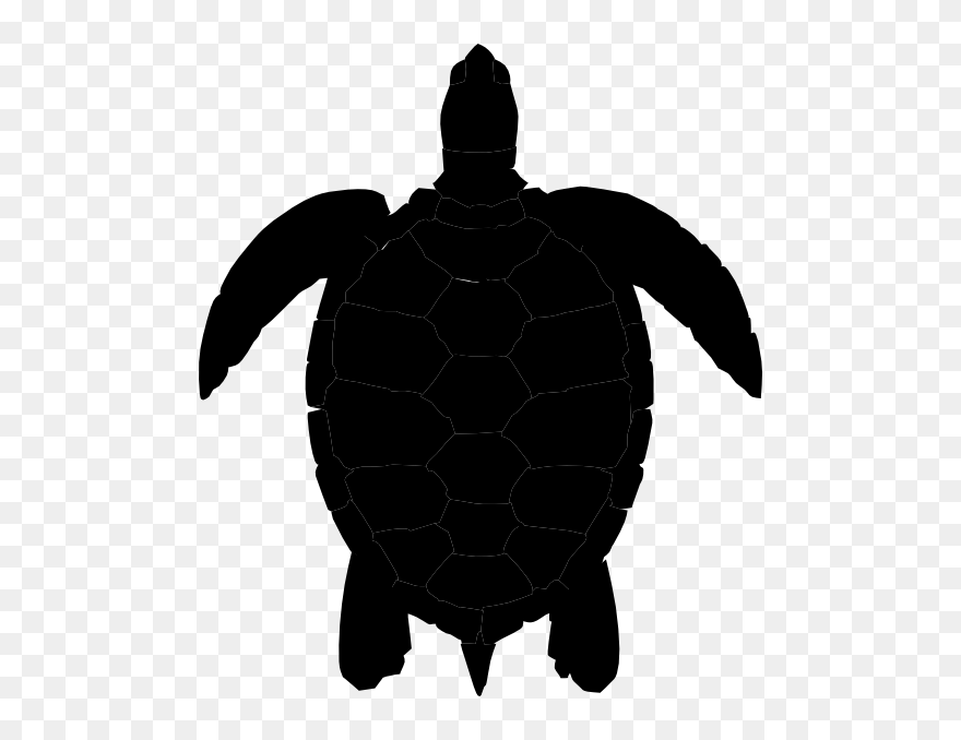 Detail Turtle Transparent Nomer 50