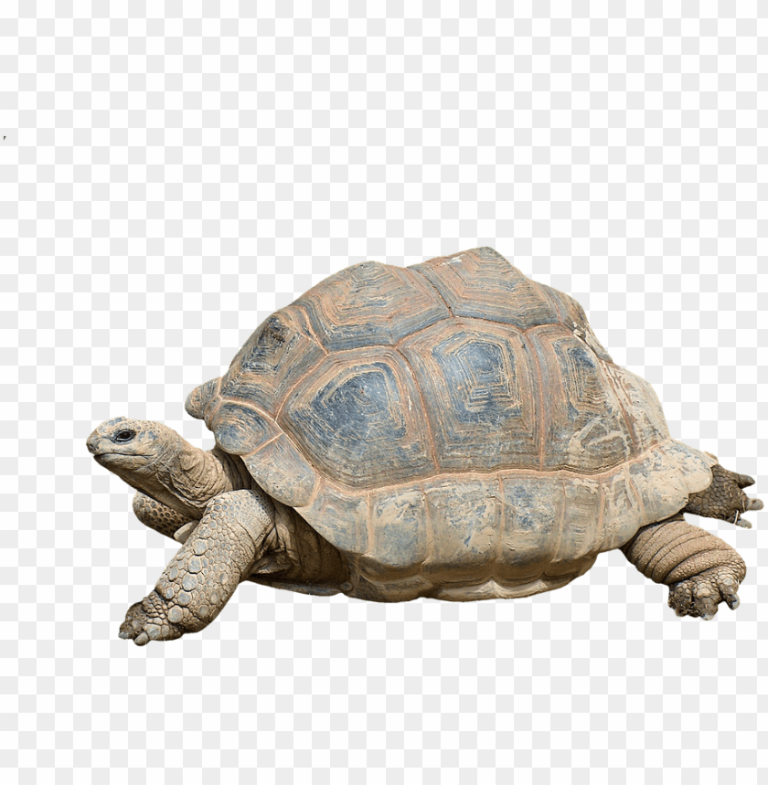 Detail Turtle Transparent Nomer 51