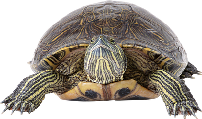 Detail Turtle Transparent Nomer 53
