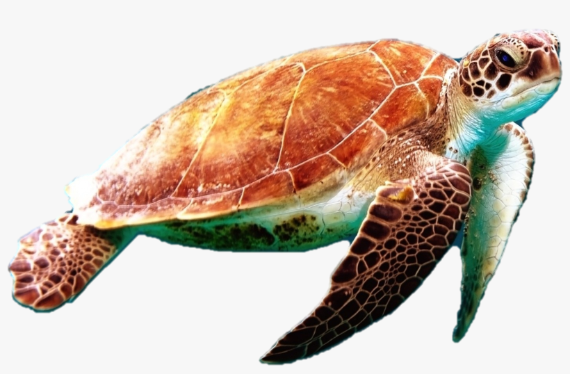 Detail Turtle Transparent Nomer 6