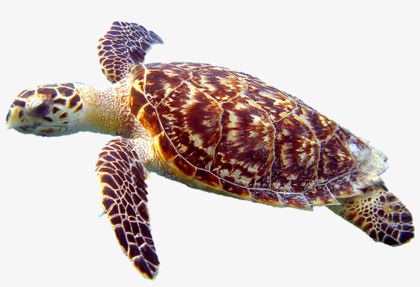 Detail Turtle Transparent Nomer 8
