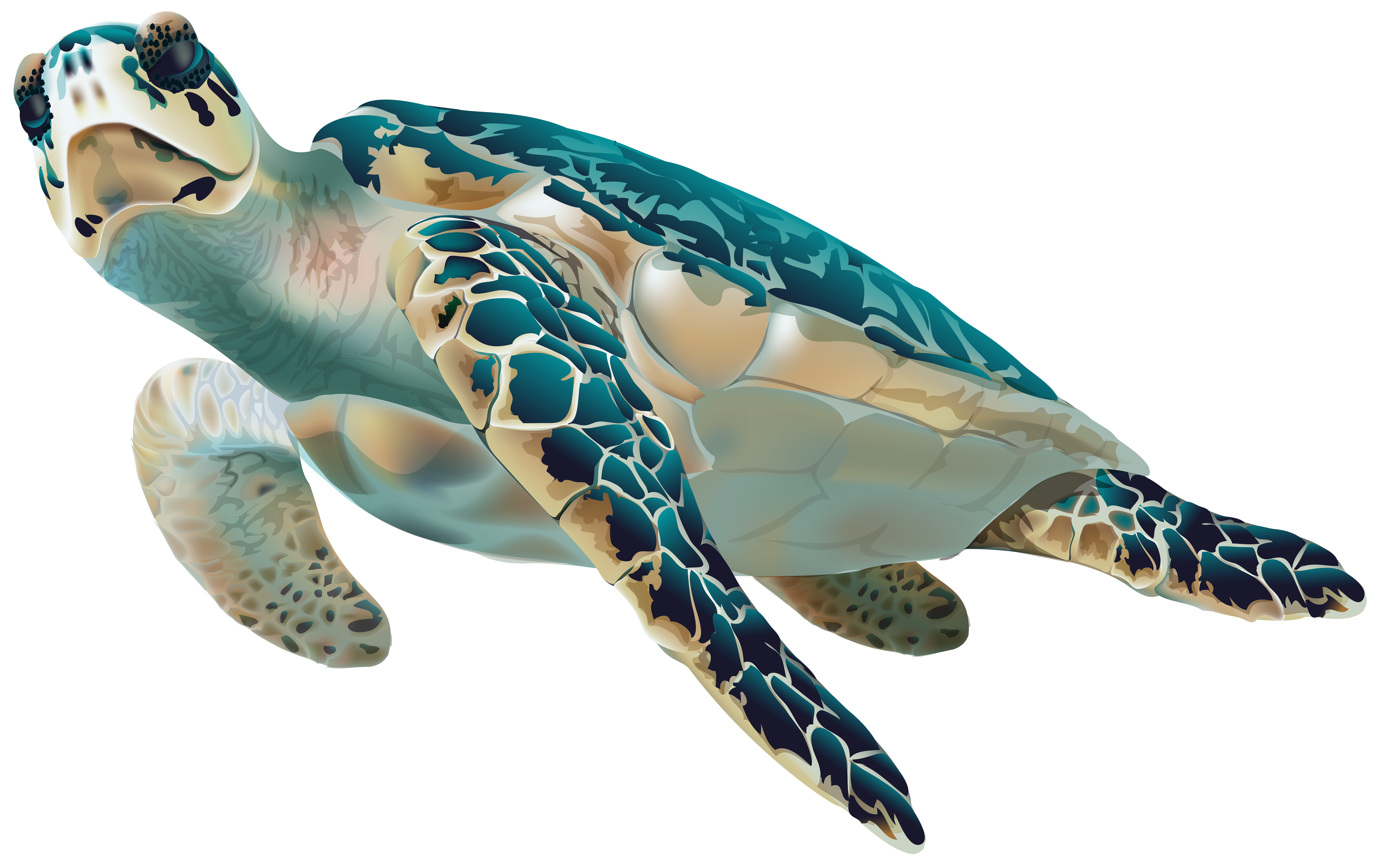 Detail Turtle Transparent Nomer 9