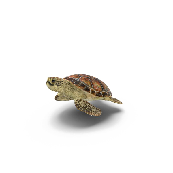 Detail Turtle Transparent Background Nomer 11