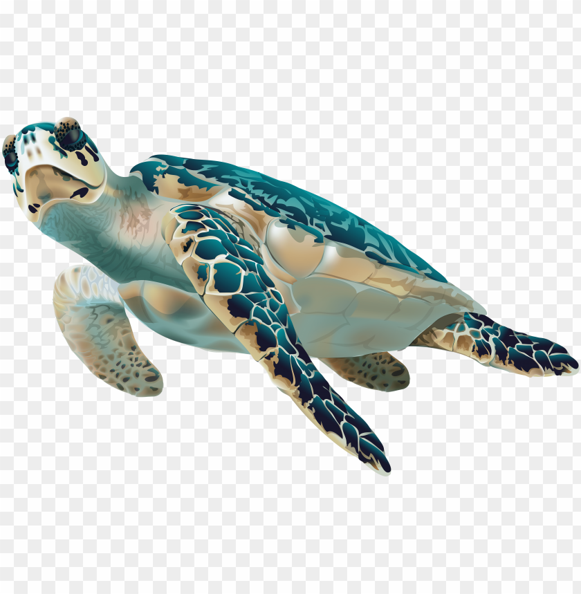 Detail Turtle Transparent Background Nomer 12