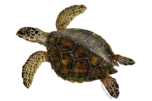 Detail Turtle Transparent Background Nomer 14