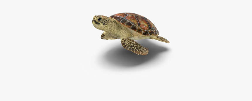 Detail Turtle Transparent Background Nomer 15