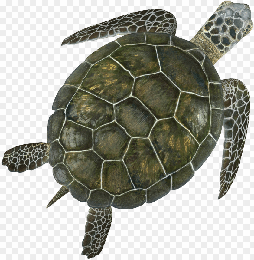 Detail Turtle Transparent Background Nomer 18