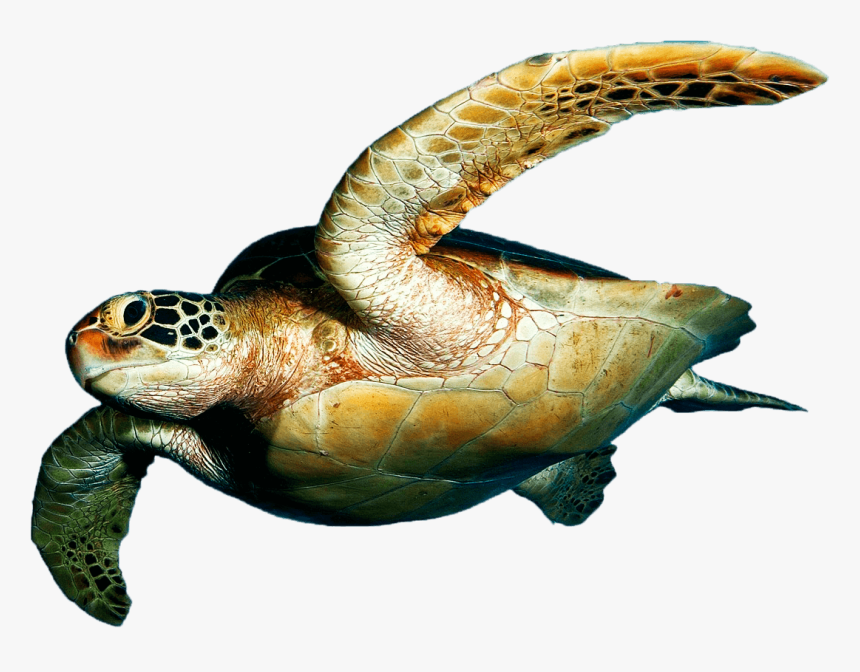 Detail Turtle Transparent Background Nomer 19