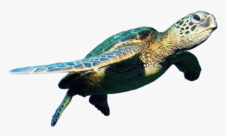 Detail Turtle Transparent Background Nomer 2