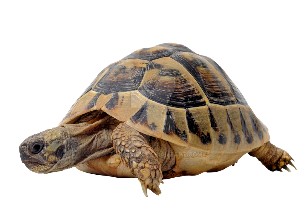 Detail Turtle Transparent Background Nomer 22