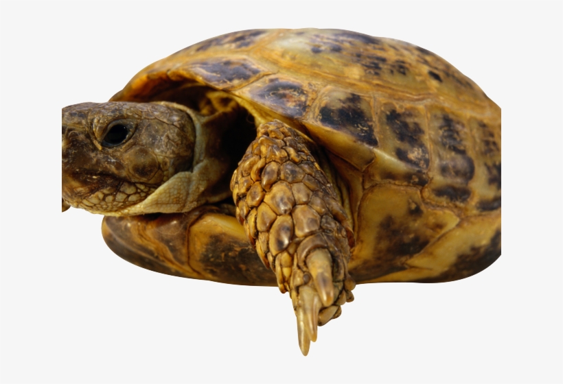 Detail Turtle Transparent Background Nomer 23