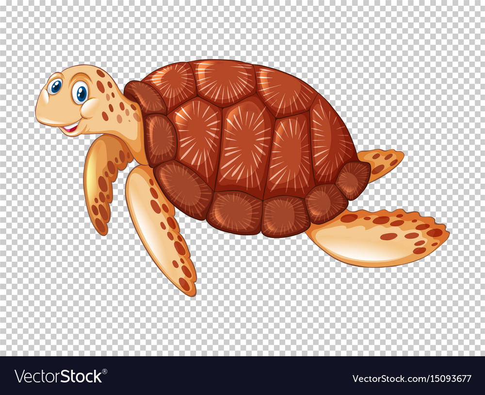 Detail Turtle Transparent Background Nomer 24