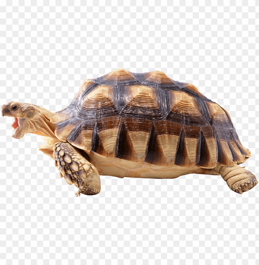 Detail Turtle Transparent Background Nomer 27