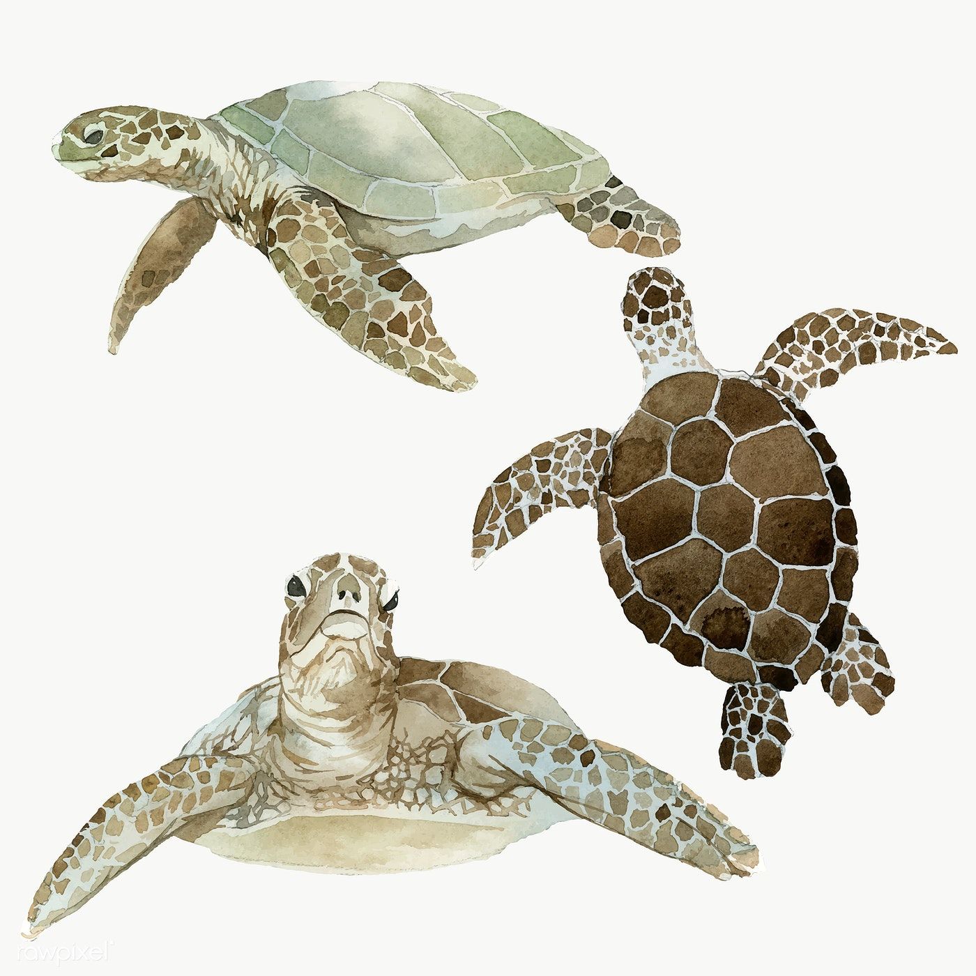 Download Turtle Transparent Background Nomer 28