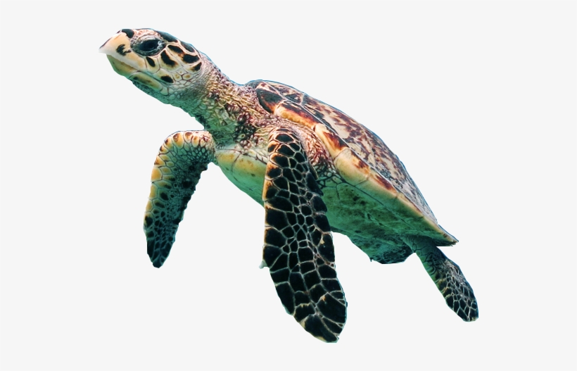 Detail Turtle Transparent Background Nomer 3