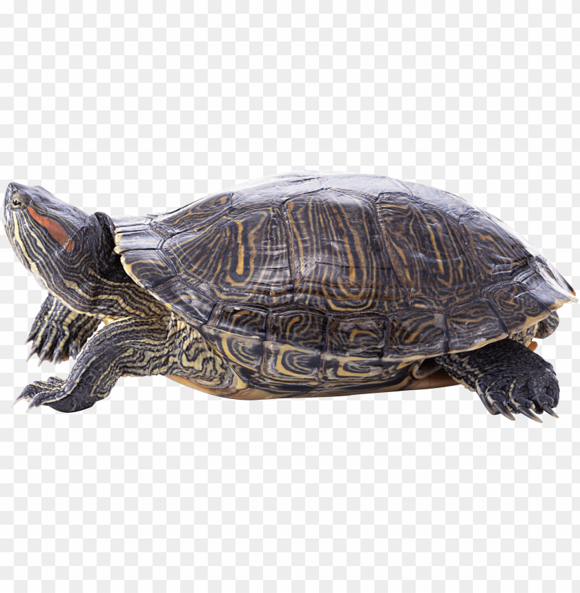 Detail Turtle Transparent Background Nomer 29