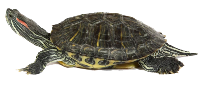 Detail Turtle Transparent Background Nomer 30