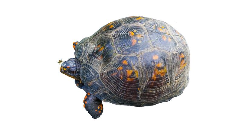 Detail Turtle Transparent Background Nomer 32