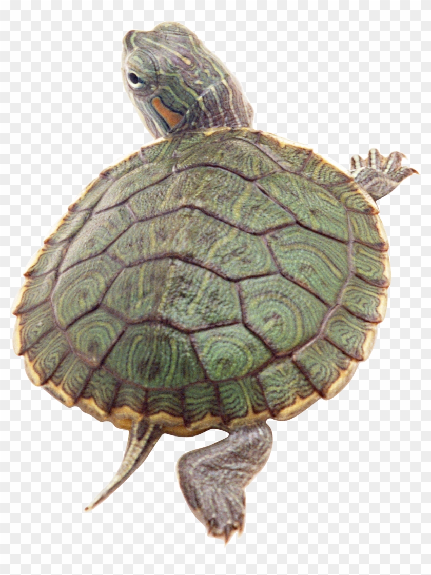 Detail Turtle Transparent Background Nomer 35