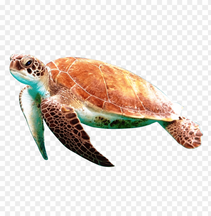 Detail Turtle Transparent Background Nomer 4
