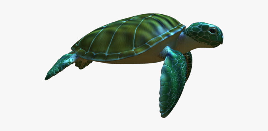 Detail Turtle Transparent Background Nomer 48