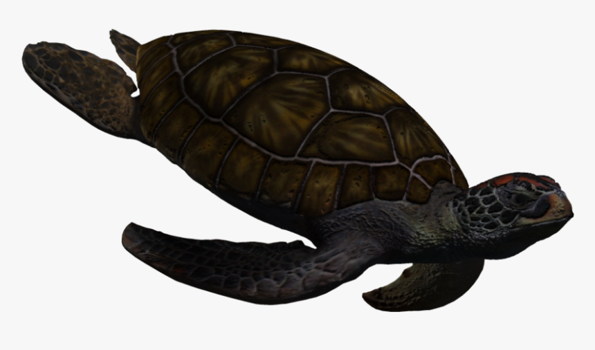 Detail Turtle Transparent Background Nomer 49