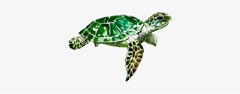 Detail Turtle Transparent Background Nomer 51