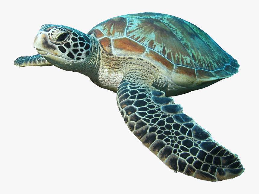 Detail Turtle Transparent Background Nomer 7