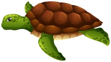 Detail Turtle Vector Png Nomer 19