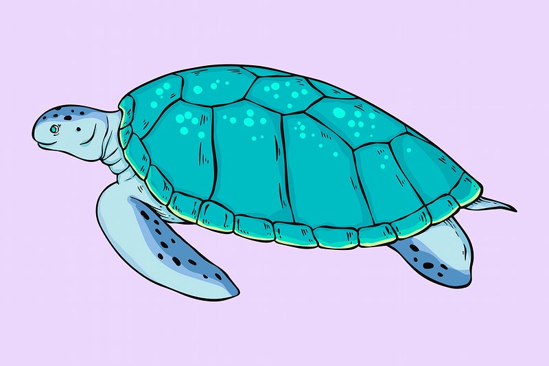 Detail Turtle Vector Png Nomer 34