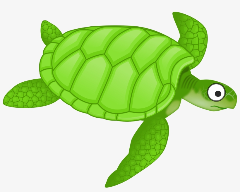 Detail Turtle Vector Png Nomer 6