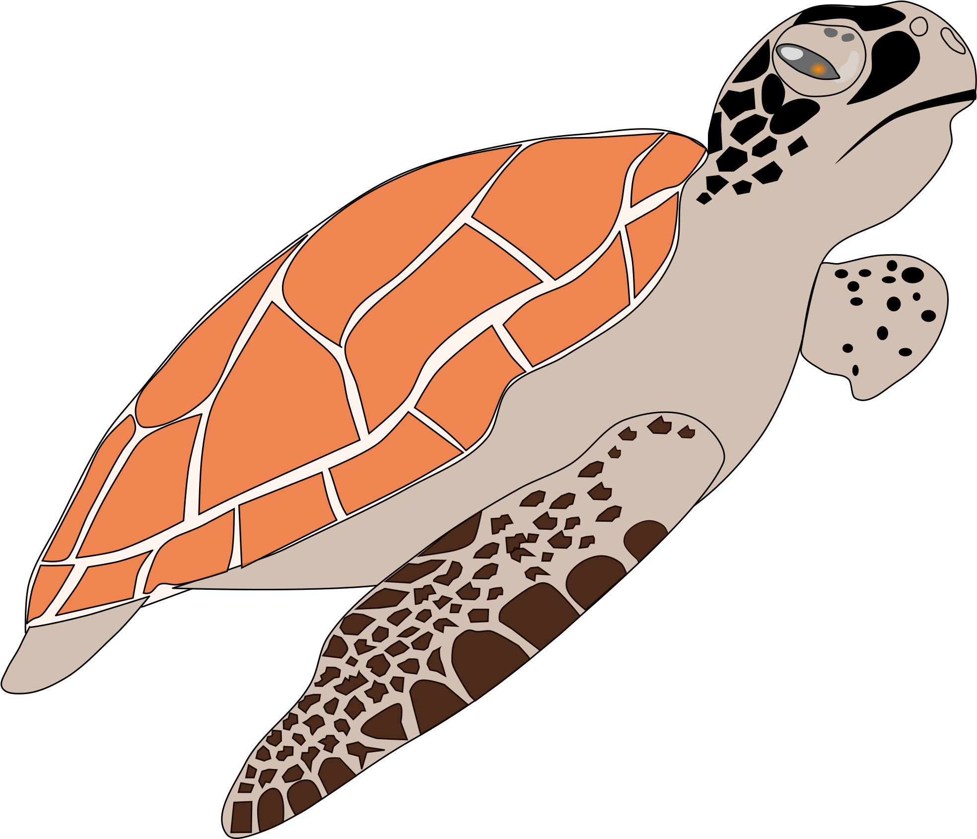 Detail Turtle Vector Png Nomer 41