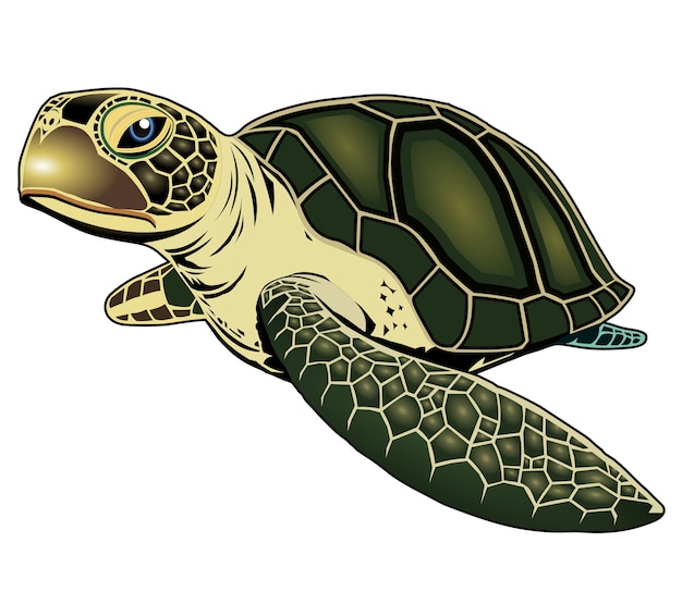 Detail Turtle Vector Png Nomer 44