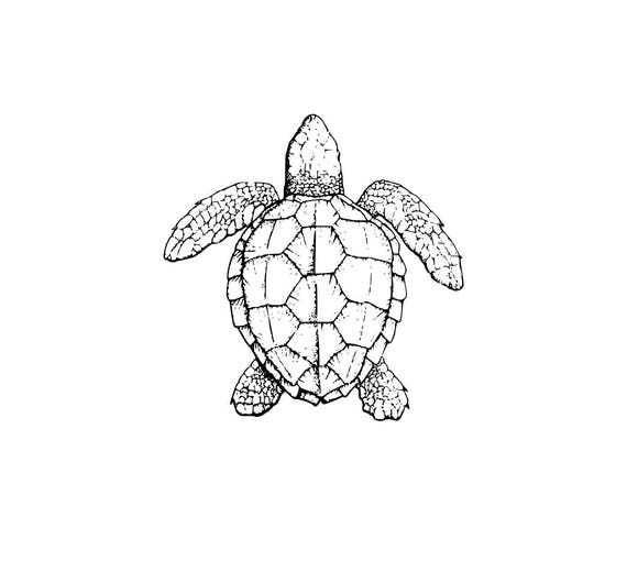 Detail Turtle Vector Png Nomer 46