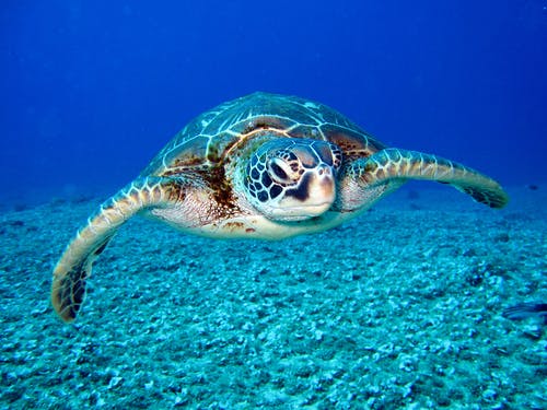 Turtles Images Free - KibrisPDR