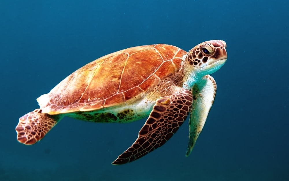 Detail Turtles Images Free Nomer 2