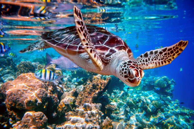 Detail Turtles Images Free Nomer 11