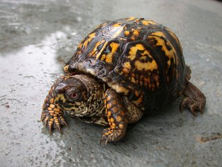Detail Turtles Images Free Nomer 13