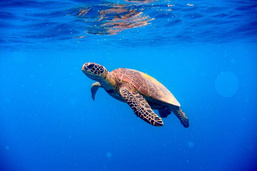 Detail Turtles Images Free Nomer 14