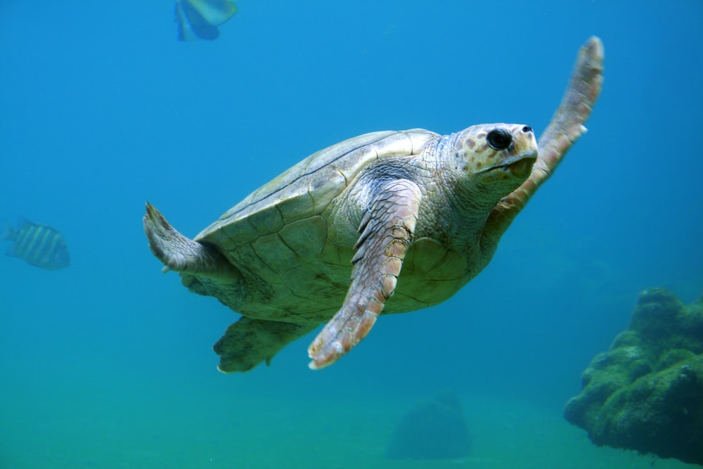 Detail Turtles Images Free Nomer 15