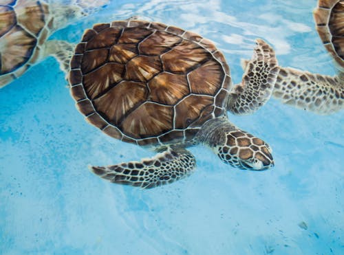 Detail Turtles Images Free Nomer 16