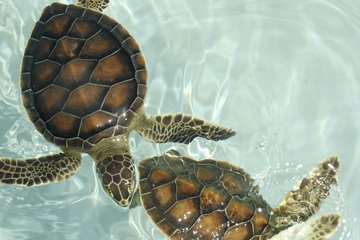 Detail Turtles Images Free Nomer 17