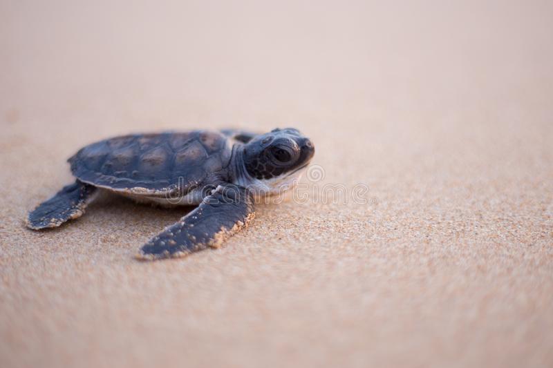 Detail Turtles Images Free Nomer 18
