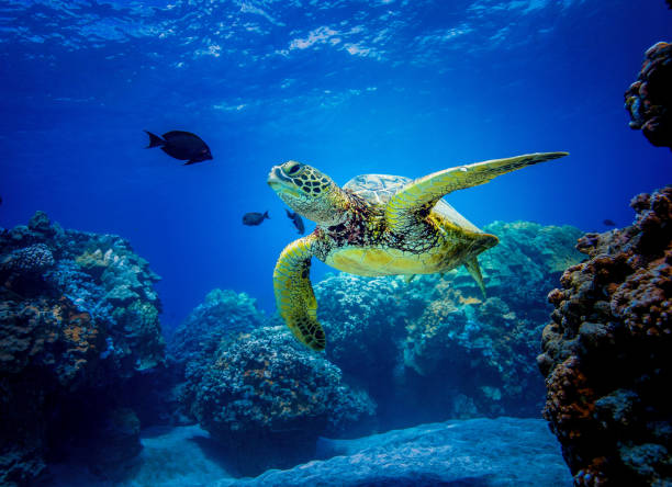 Detail Turtles Images Free Nomer 19