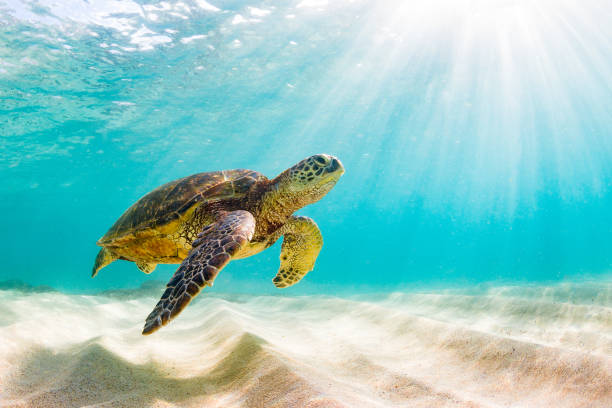 Detail Turtles Images Free Nomer 3