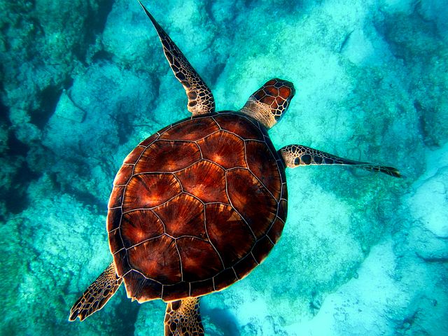 Detail Turtles Images Free Nomer 21