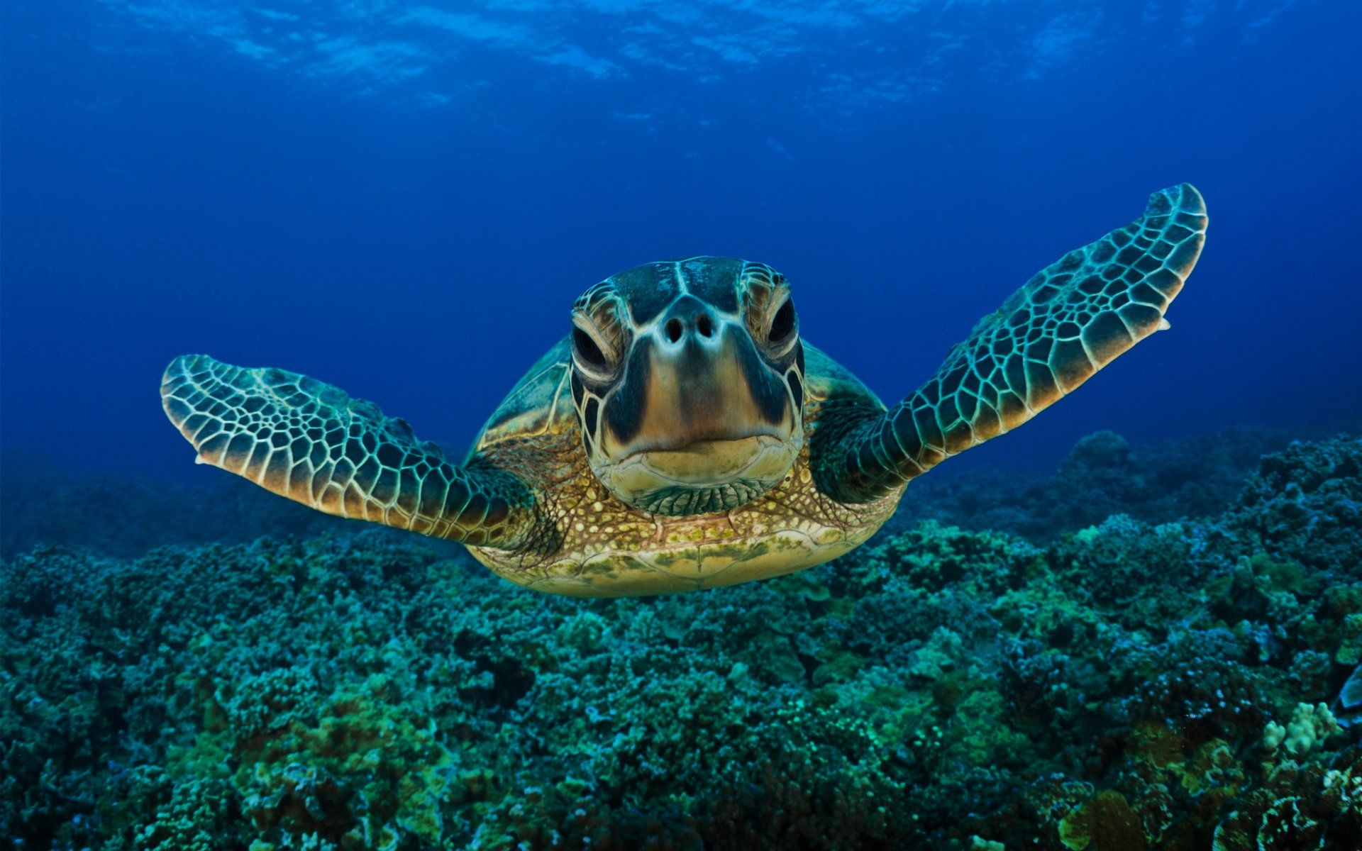Detail Turtles Images Free Nomer 22