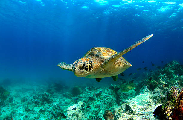 Detail Turtles Images Free Nomer 23