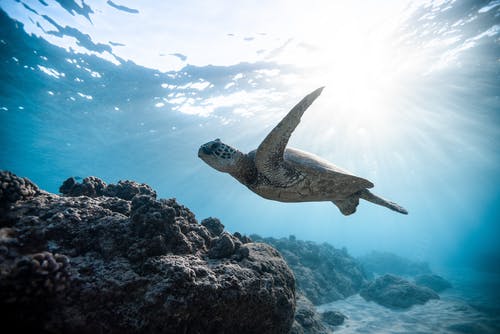 Detail Turtles Images Free Nomer 24