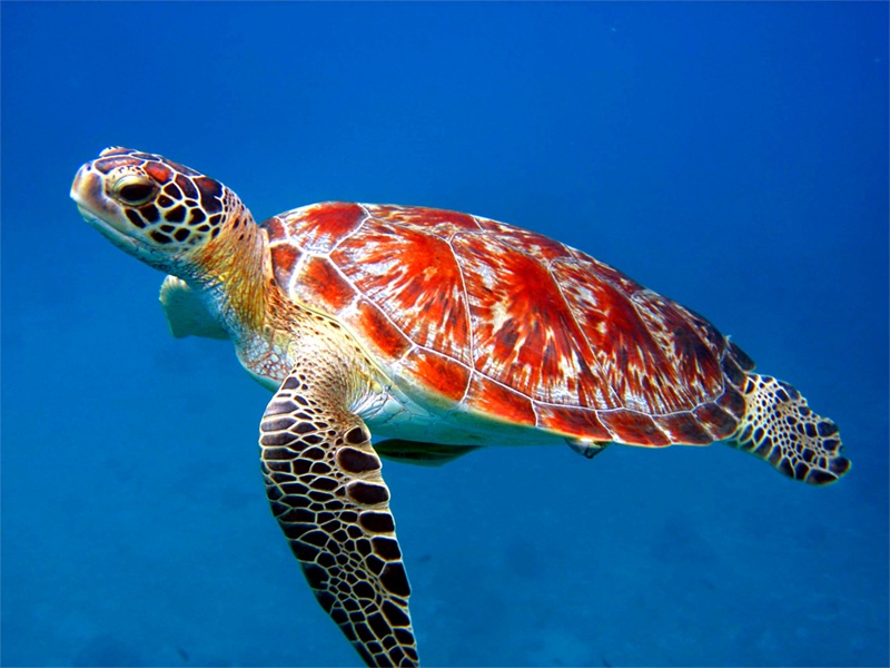 Detail Turtles Images Free Nomer 25